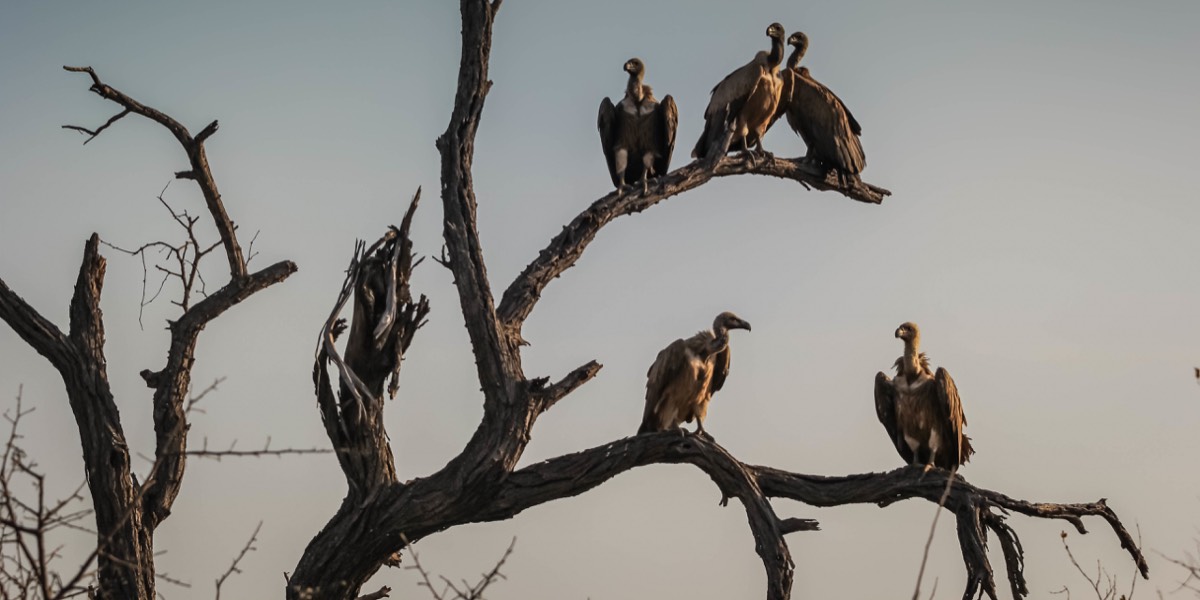 Geier_neu Symbolbild: Eine Gruppe Geier sitzt auf einem toten Baum
