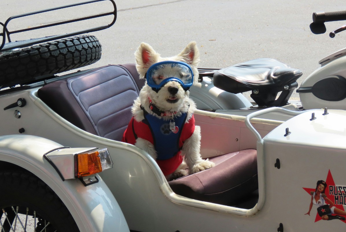 Hund mit Fliegerbrille auf Beifahrersitz Motorrad